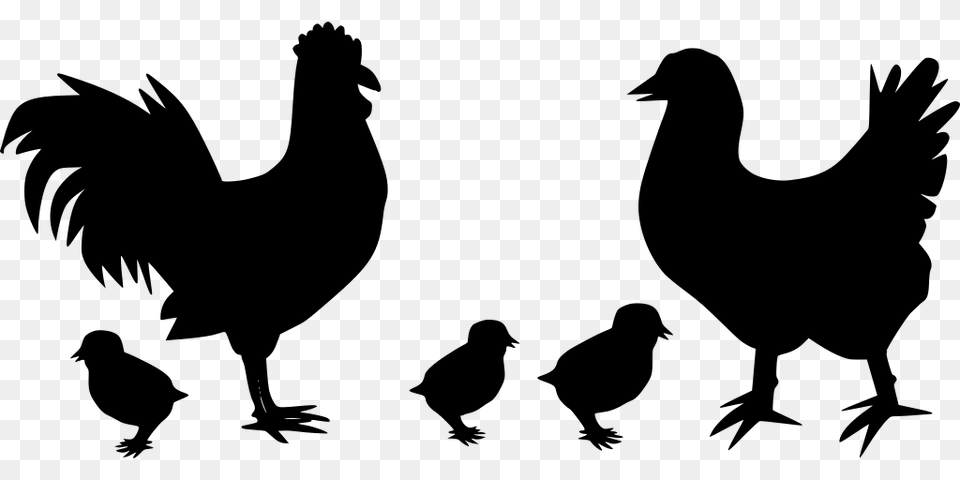 Gt Animal Bird Hen Poultry, Gray Free Transparent Png