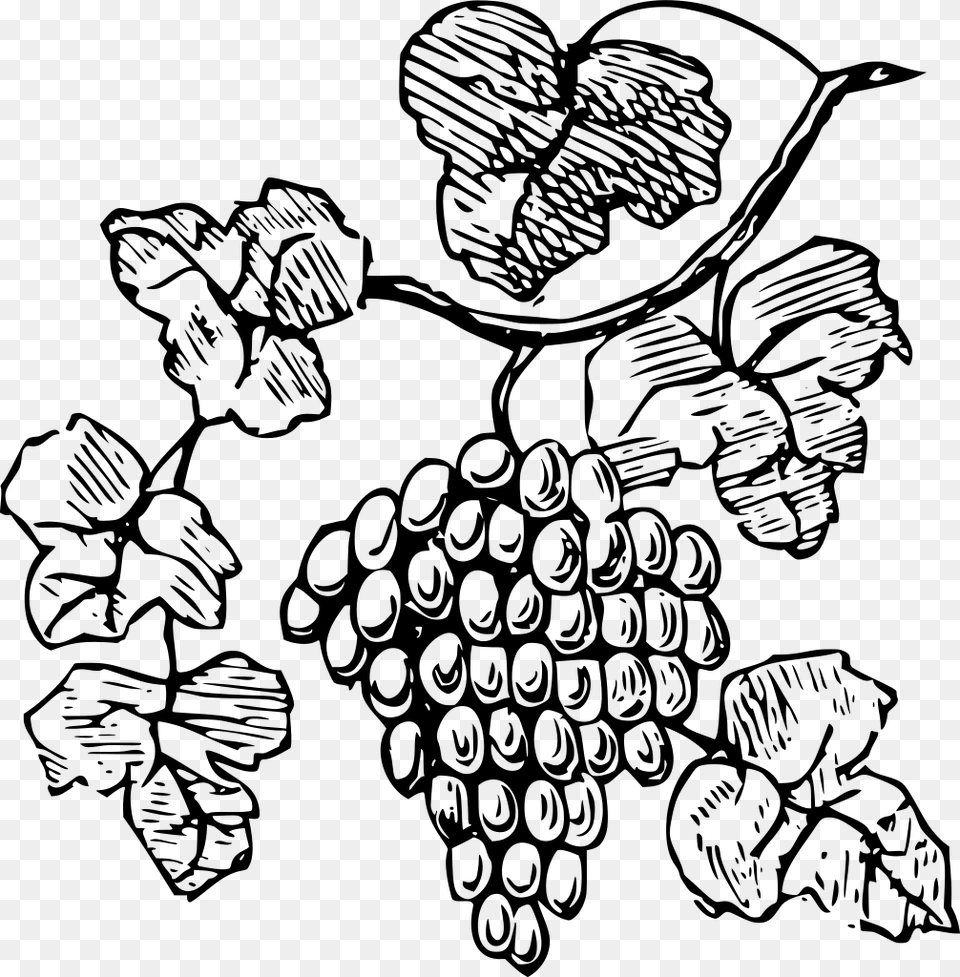 Gt Food Grapevine Vine Grapes, Gray Free Png Download