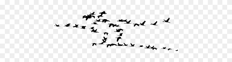 Gt Geese Flock Flying, Gray Free Png Download