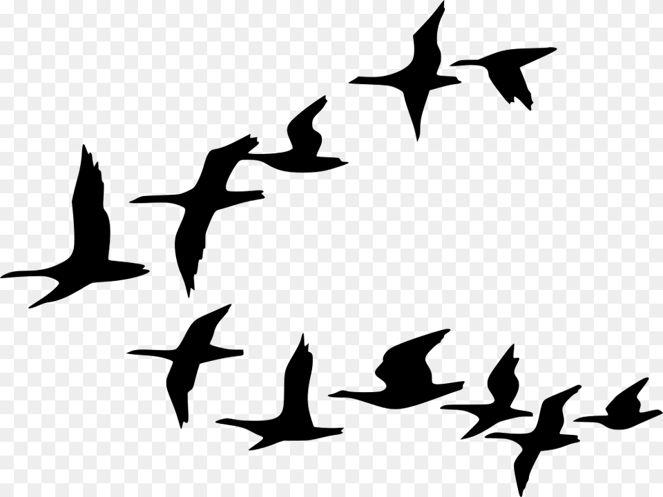 Gt Geese Patterns Birds Goose, Gray Free Png