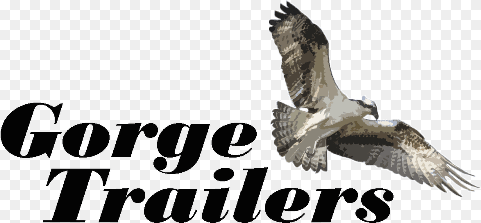 Gt Logoonline U2013 Cars U2013 The Dalles Eagle, Animal, Bird, Flying, Kite Bird Png