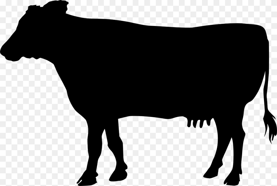 Gt Mammal Animal Cow Milk, Gray Free Png Download