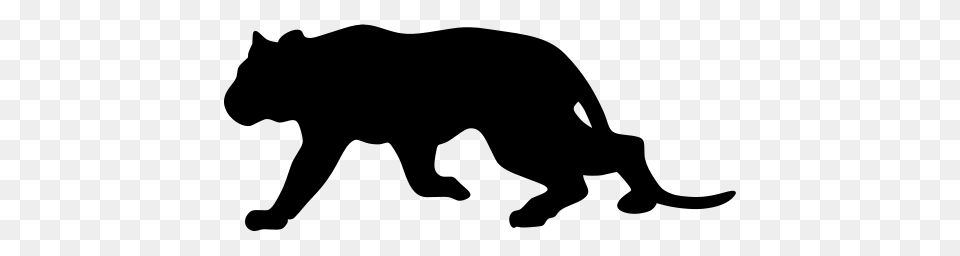 Gt Mammal Cat Wildcat Carnivore, Gray Png