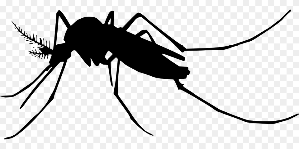 Gt Mosquito Cartoon, Gray Png Image