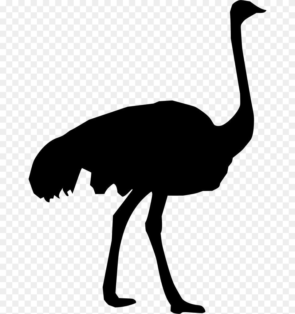 Gt Ostrich Zoo, Gray Free Png