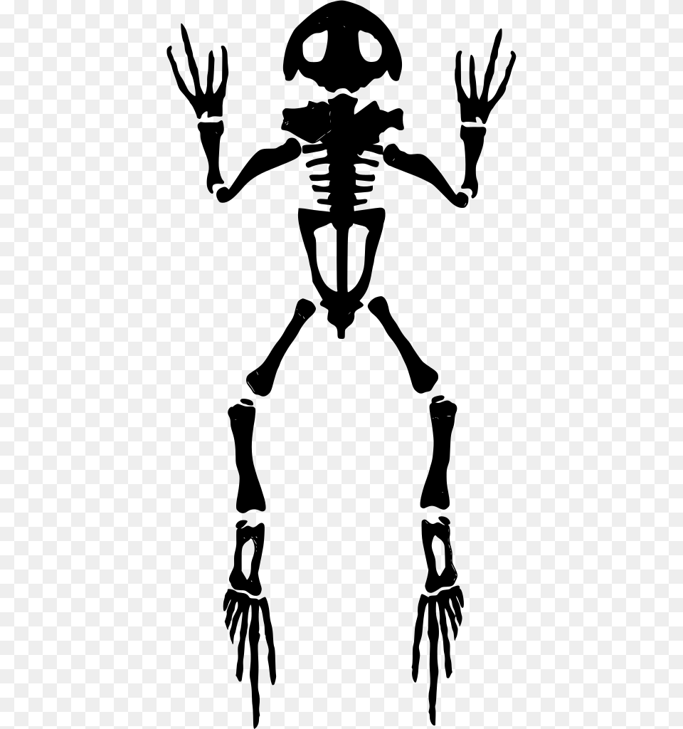 Gt Skeleton Frog Anatomy, Gray Free Png Download