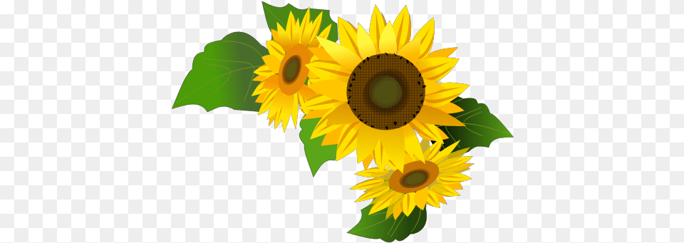 Gtsport Decal Search Engine Fresh, Flower, Plant, Sunflower Free Png