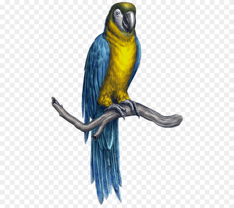 Guacamaya Macaw, Animal, Bird, Parrot Png