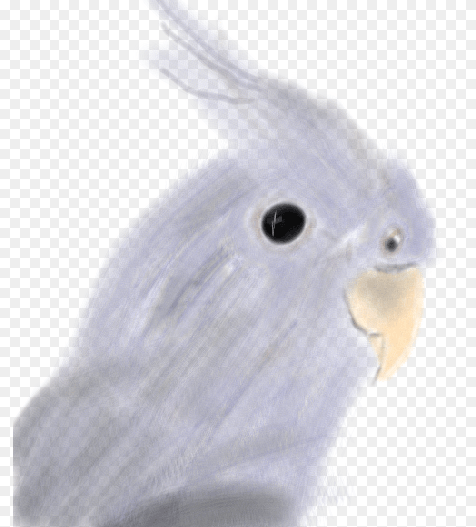 Guacamaya Sulphur Crested Cockatoo, Animal, Bird, Parrot, Beak Png