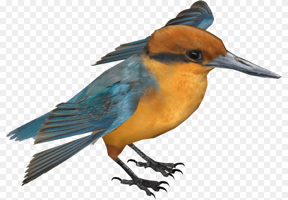 Guam Kingfisher, Animal, Bird, Jay, Beak Free Transparent Png