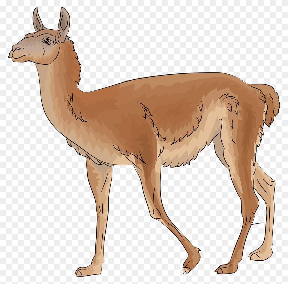 Guanaco Clipart, Animal, Mammal, Kangaroo, Llama Free Png