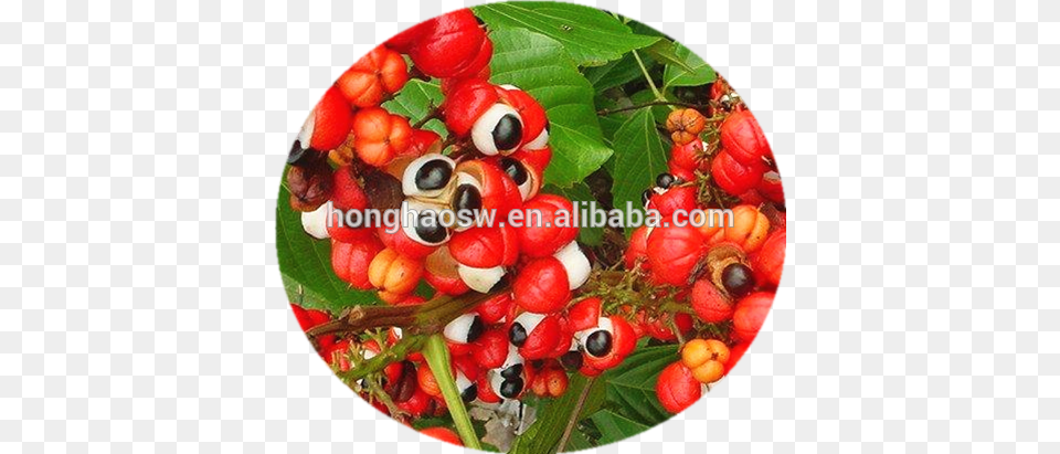 Guarana Extract, Plant, Tree, Food, Fruit Free Png Download