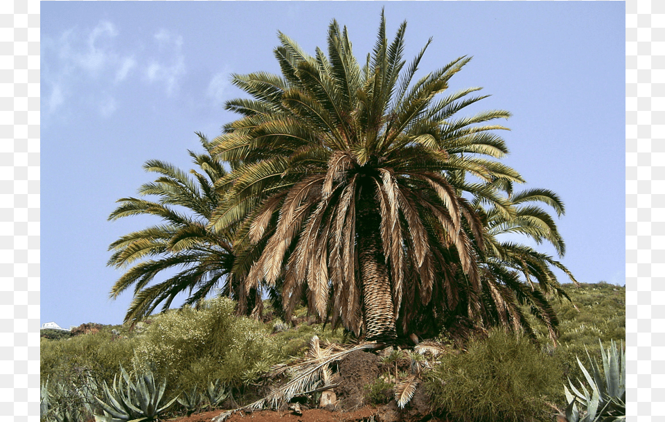 Guarapo Phoenix Canariensis, Summer, Agavaceae, Plant, Tree Free Transparent Png