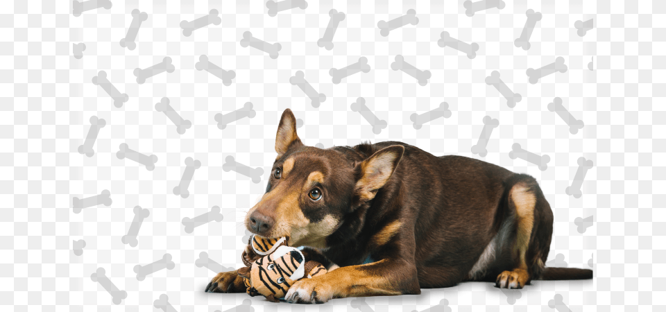 Guard Dog, Animal, Canine, Mammal, Pet Png