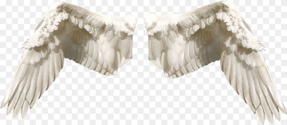 Guardian Angel Wings, Animal, Bird, Pigeon Png