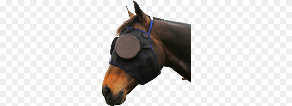 Guardian Fly Mask, Animal, Halter, Horse, Mammal Free Png