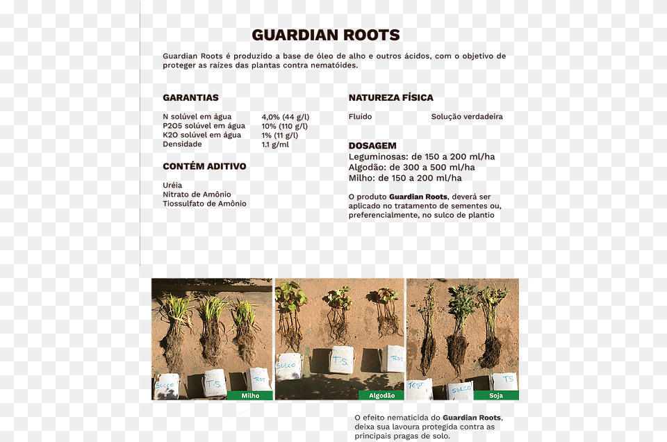 Guardian Roots Fertibean Palm Tree, Soil, Potted Plant, Plant, Vase Free Png Download