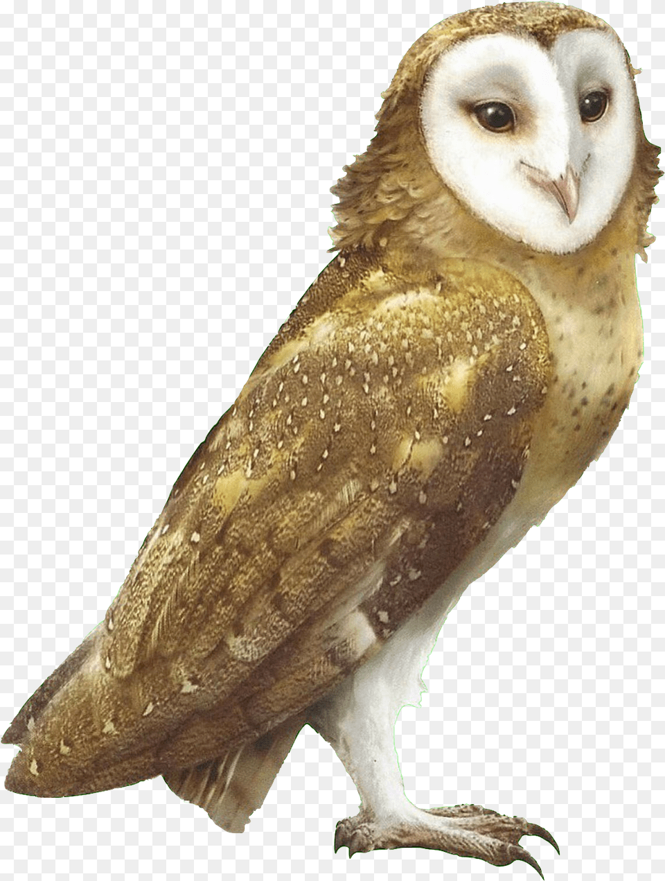 Guardians Of Gahoole Wiki Soren Guardians Of Ga Hoole, Animal, Bird, Owl Free Transparent Png