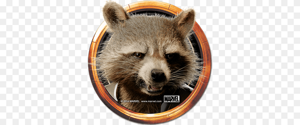 Guardiansofthegalaxy Avatar Rocket Marvel Cinematic Universe Phase 4 Rocket Raccoon, Animal, Mammal, Cat, Pet Png Image