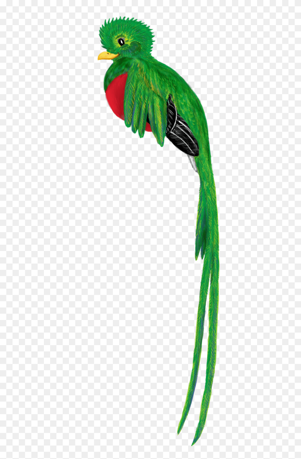 Guatemala Animals Clip Art, Animal, Bird, Beak, Parrot Free Png Download