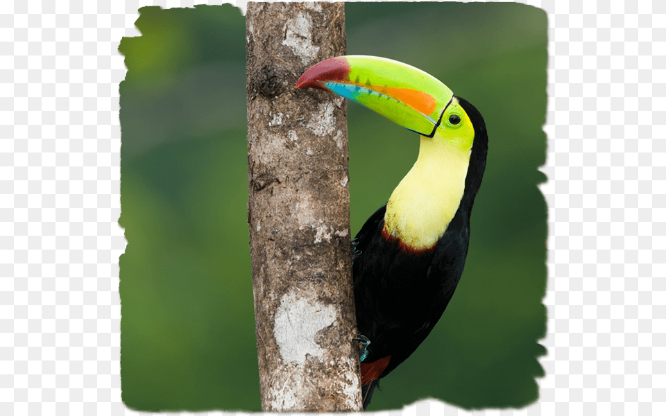 Guatemala Y Costa Rica Toco Toucan, Animal, Beak, Bird Free Png Download