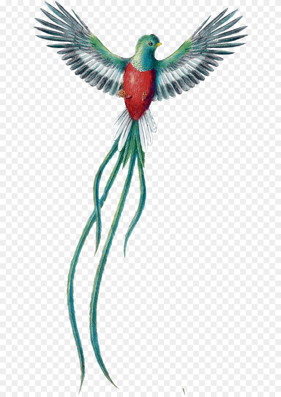 Guatemalan Quetzal Bird, Animal, Beak, Flying Free Png Download