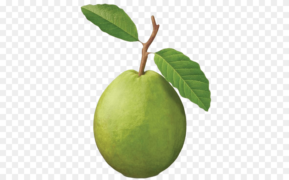 Guava, Leaf, Plant, Food, Fruit Free Transparent Png
