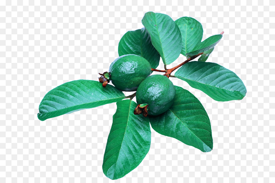 Guava Fruit Images Guava Leaves, Citrus Fruit, Food, Leaf, Lime Free Png Download