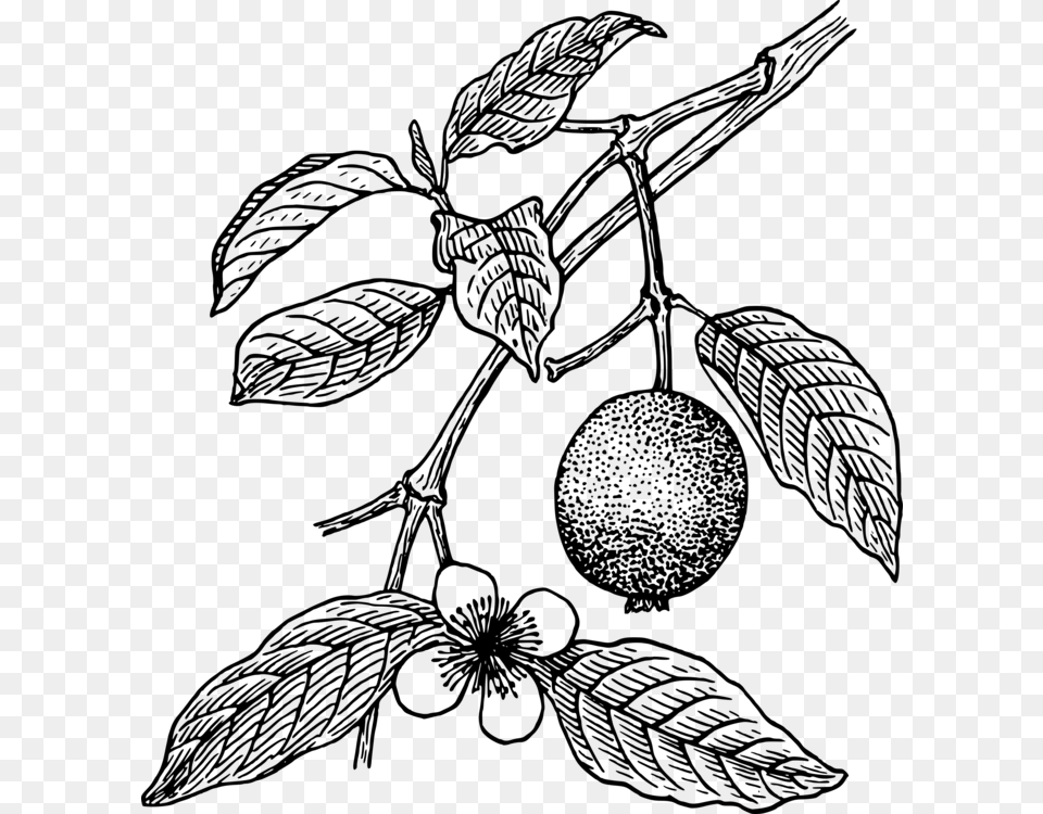 Guava Juice Drawing Tropical Fruit Guava Plant Clipart Black And White, Gray Free Png Download