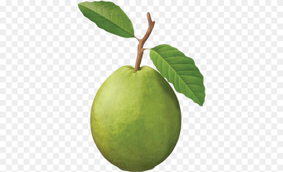 Guava Transparent Background Guava, Leaf, Plant, Food, Fruit Free Png