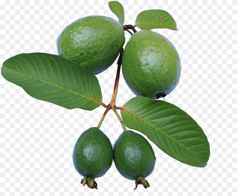 Guavaleafjambu Bijigreenguava Pngfree Pictures Feijoa Tree, Citrus Fruit, Food, Fruit, Lime Png