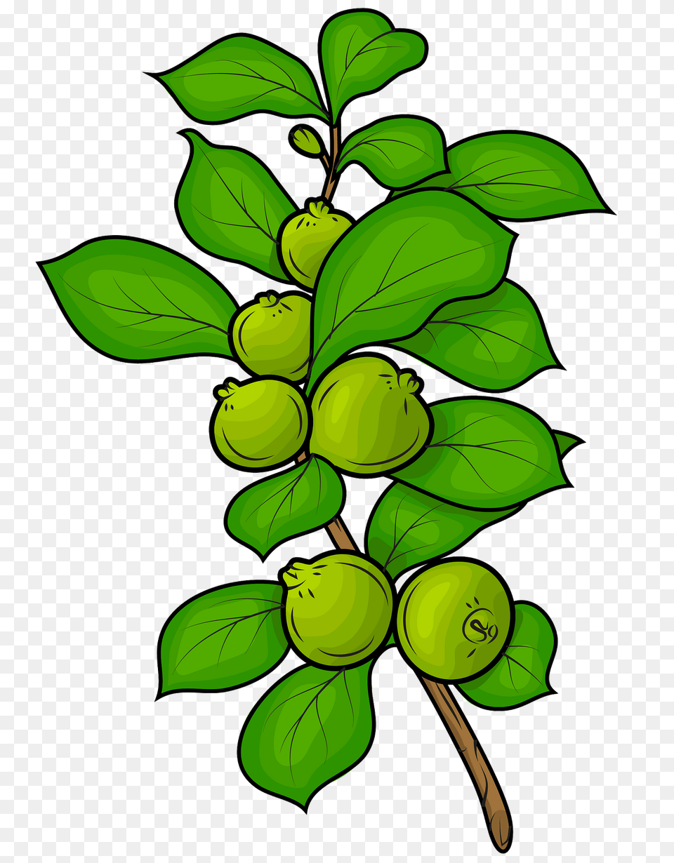 Guavas Clipart, Food, Fruit, Green, Leaf Png Image