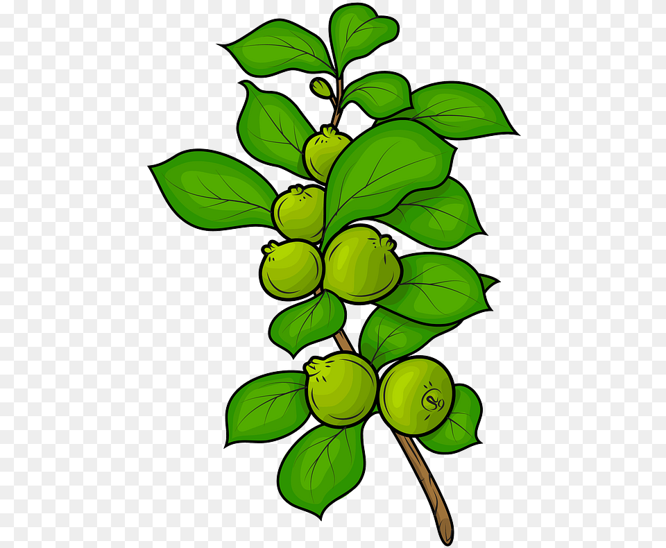 Guavas Clipart Clipart Clip Art Guava Tree, Food, Fruit, Green, Leaf Png Image