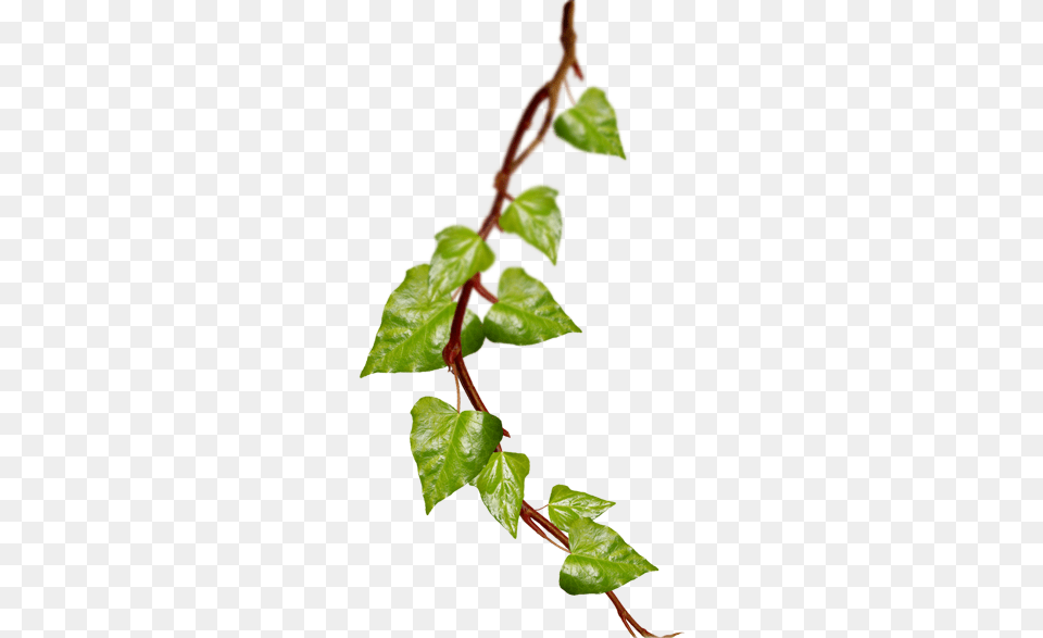 Gucci Gucciamazing Flowersiphone Wallpapersscreensaver Ivy Branch, Leaf, Plant, Vine, Herbs Free Png