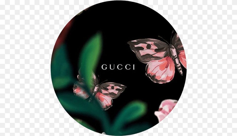 Gucci Pop Grip Gucci Wallpaper I Phone X, Flower, Petal, Plant, Photography Free Transparent Png