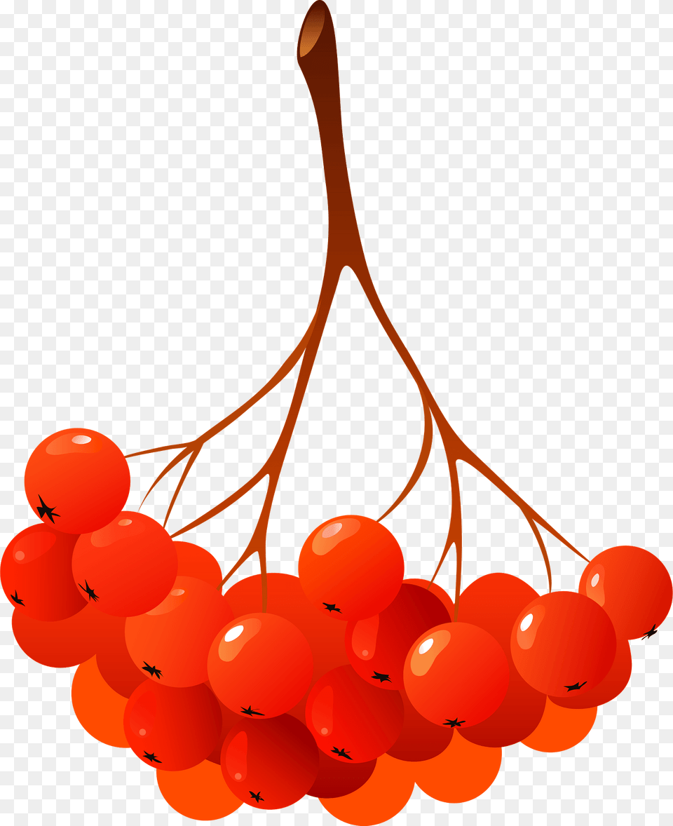 Guelder Rose Berries Clipart, Cherry, Food, Fruit, Plant Free Transparent Png