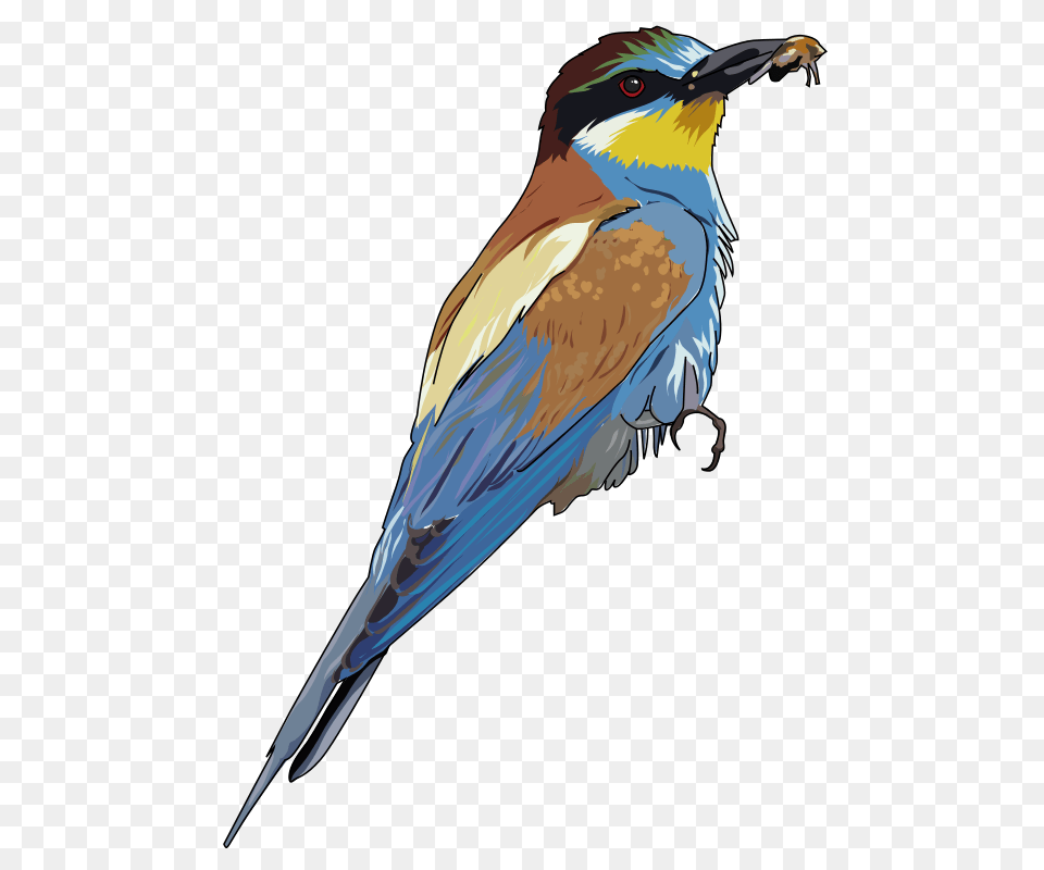 Guepier, Animal, Bee Eater, Bird, Beak Free Transparent Png