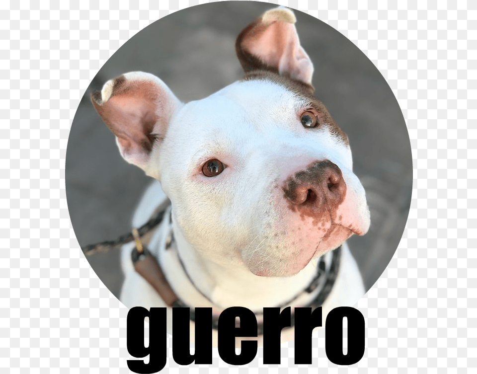 Guerro Dogo Argentino, Photography, Animal, Bulldog, Canine Free Png