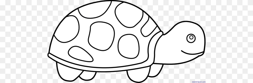 Guest Author, Animal, Reptile, Sea Life, Tortoise Free Png Download