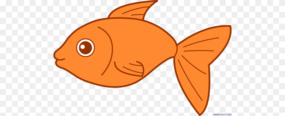 Guest Author, Animal, Sea Life, Fish, Goldfish Png
