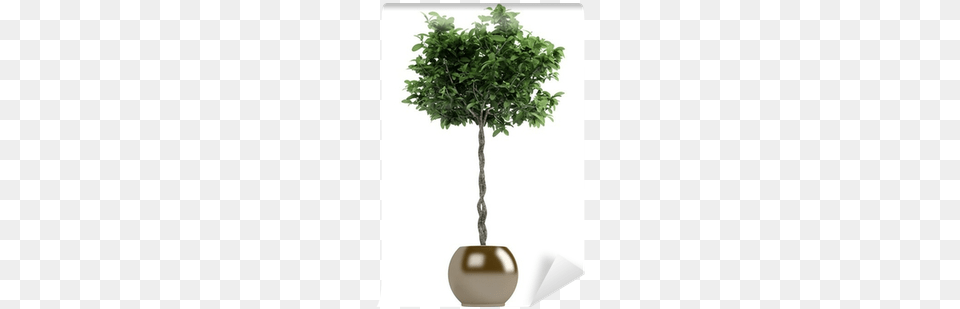 Guiana Chestnut, Plant, Potted Plant, Tree, Jar Png