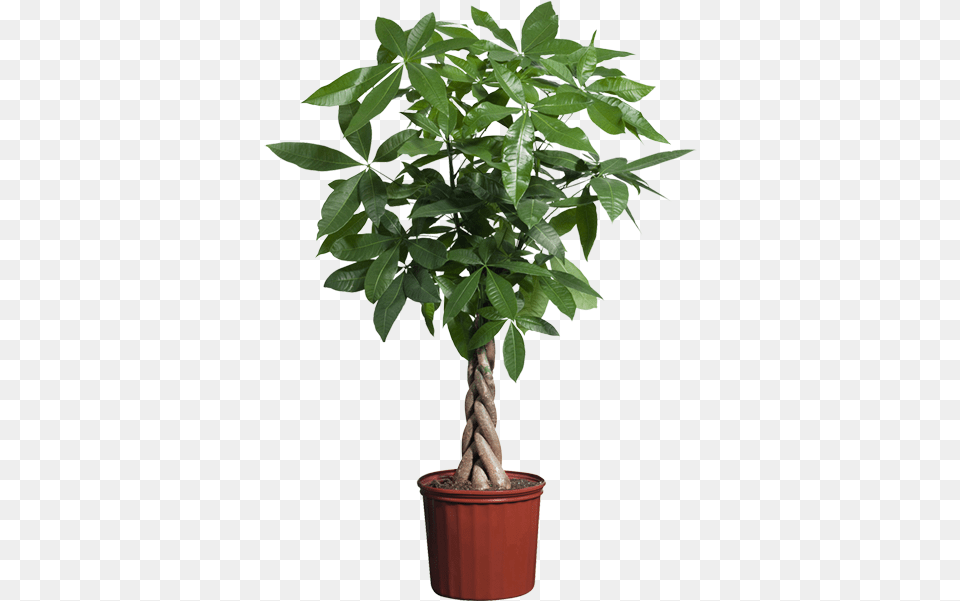 Guiana Chestnut Houseplant Indoor Plants Potted Plant Transparent Background, Leaf, Potted Plant, Tree, Palm Tree Png