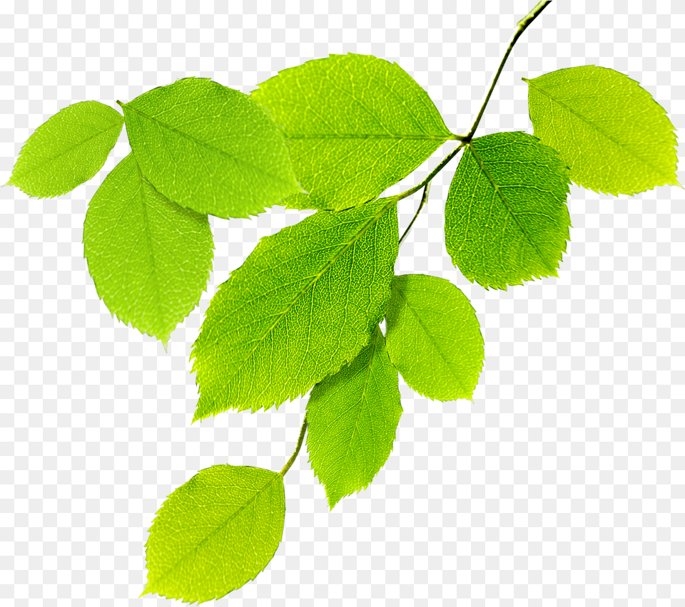 Guias De Hojas Verdes Natural Leaves, Green, Leaf, Plant, Tree Free Png Download