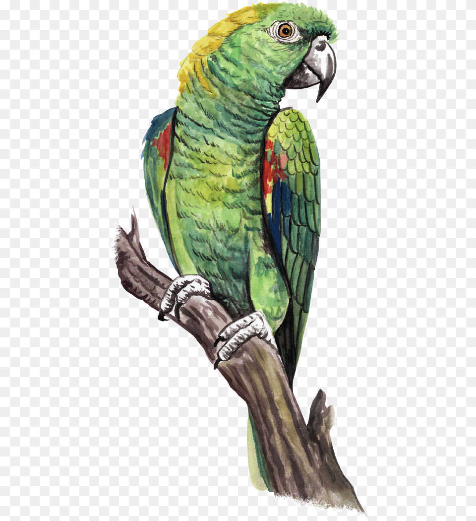 Guias Macaw, Animal, Bird, Parrot Free Png