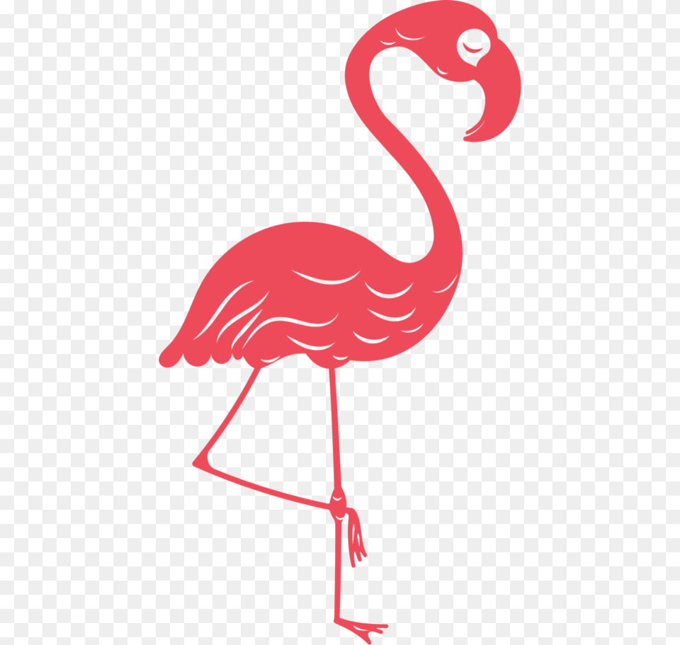Guide Book, Animal, Bird, Flamingo, Adult Png Image