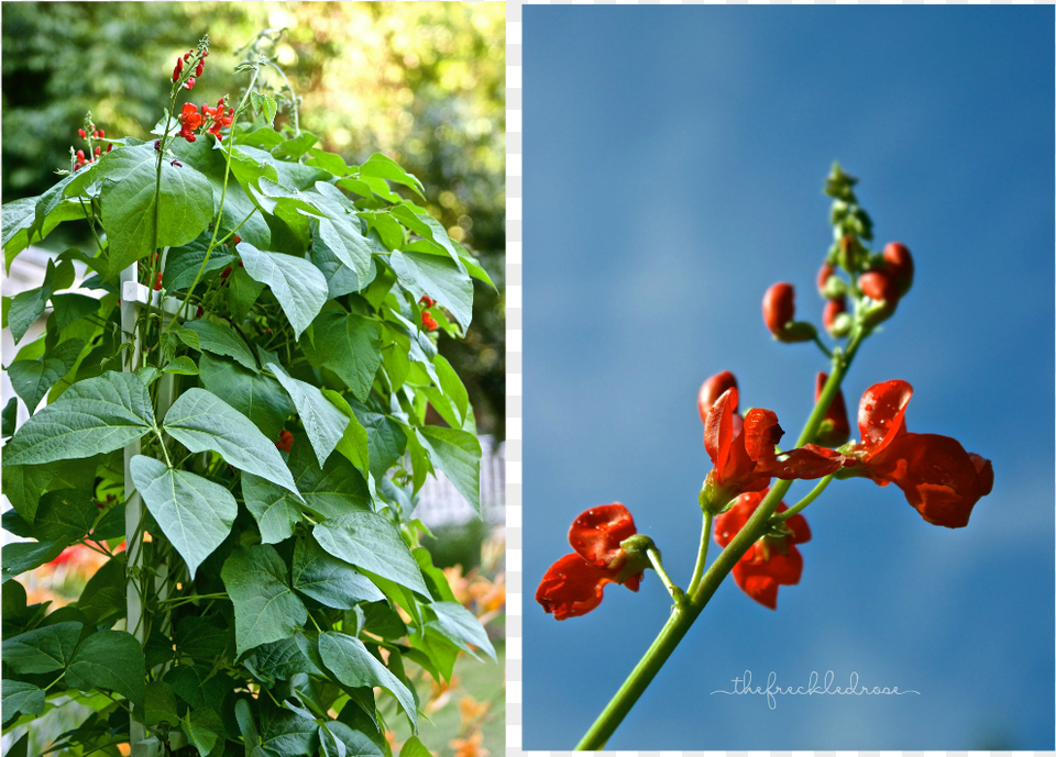 Guide To Growing Scarlet Runner Beans, Flower, Plant, Art, Collage Png Image