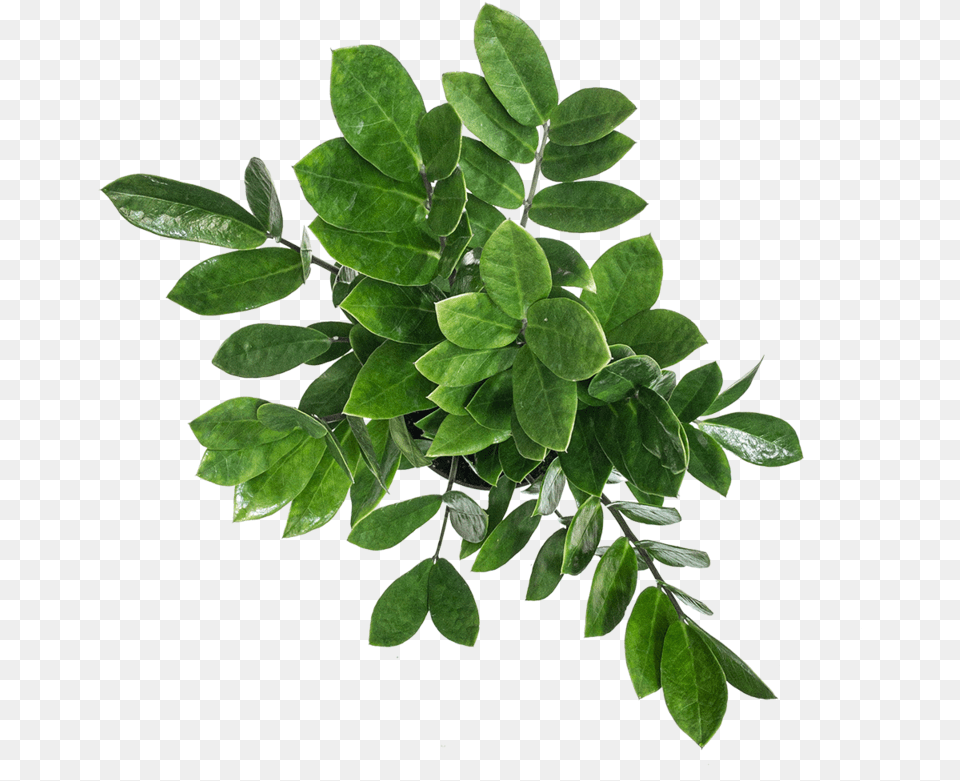 Guide To Zz Plant Care Planterina Planterina Plant From Above, Herbal, Herbs, Leaf, Potted Plant Png Image