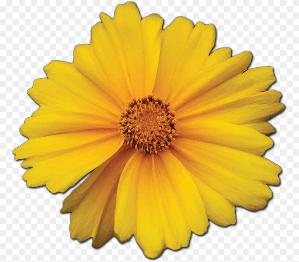 Guiding Light Marigold, Anther, Daisy, Flower, Petal Free Png Download