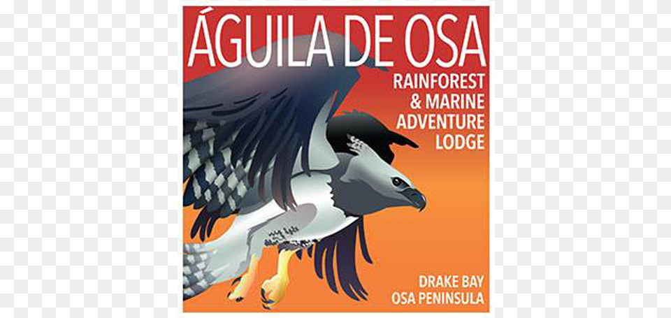 Guila De Osa Logo, Advertisement, Poster, Publication, Book Png