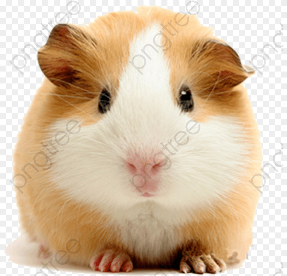 Guinea Clipart Transparent Background Guinea Pig White Background, Animal, Mammal, Rat, Rodent Free Png Download